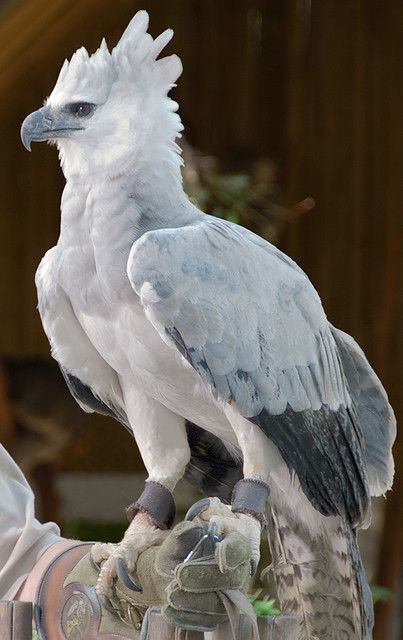 big boi
